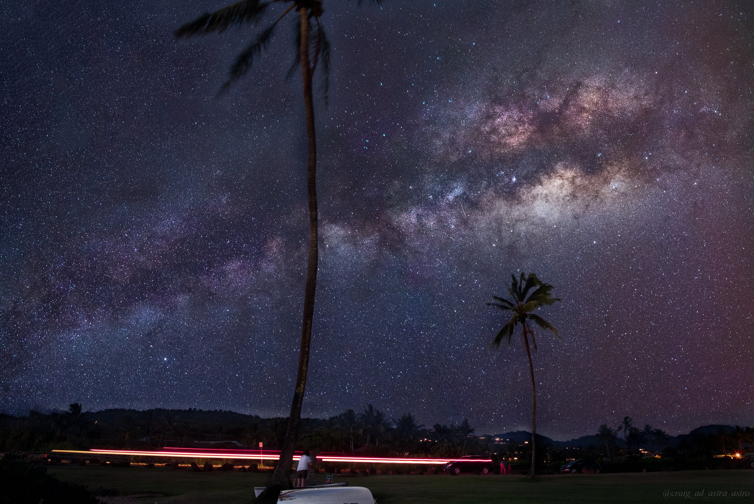 Palm_trees_landscape
