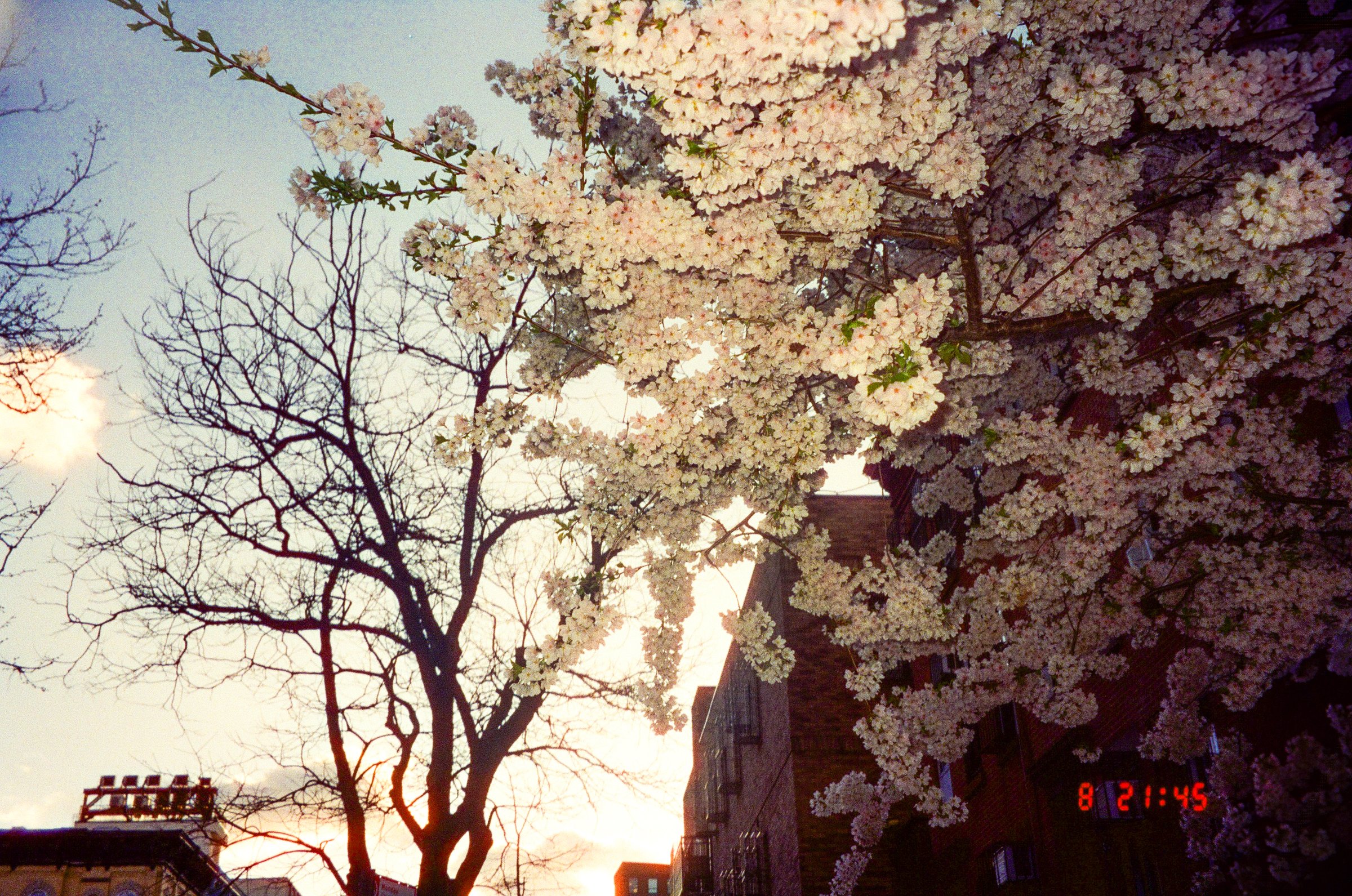 craigcasazzaportfolio 425